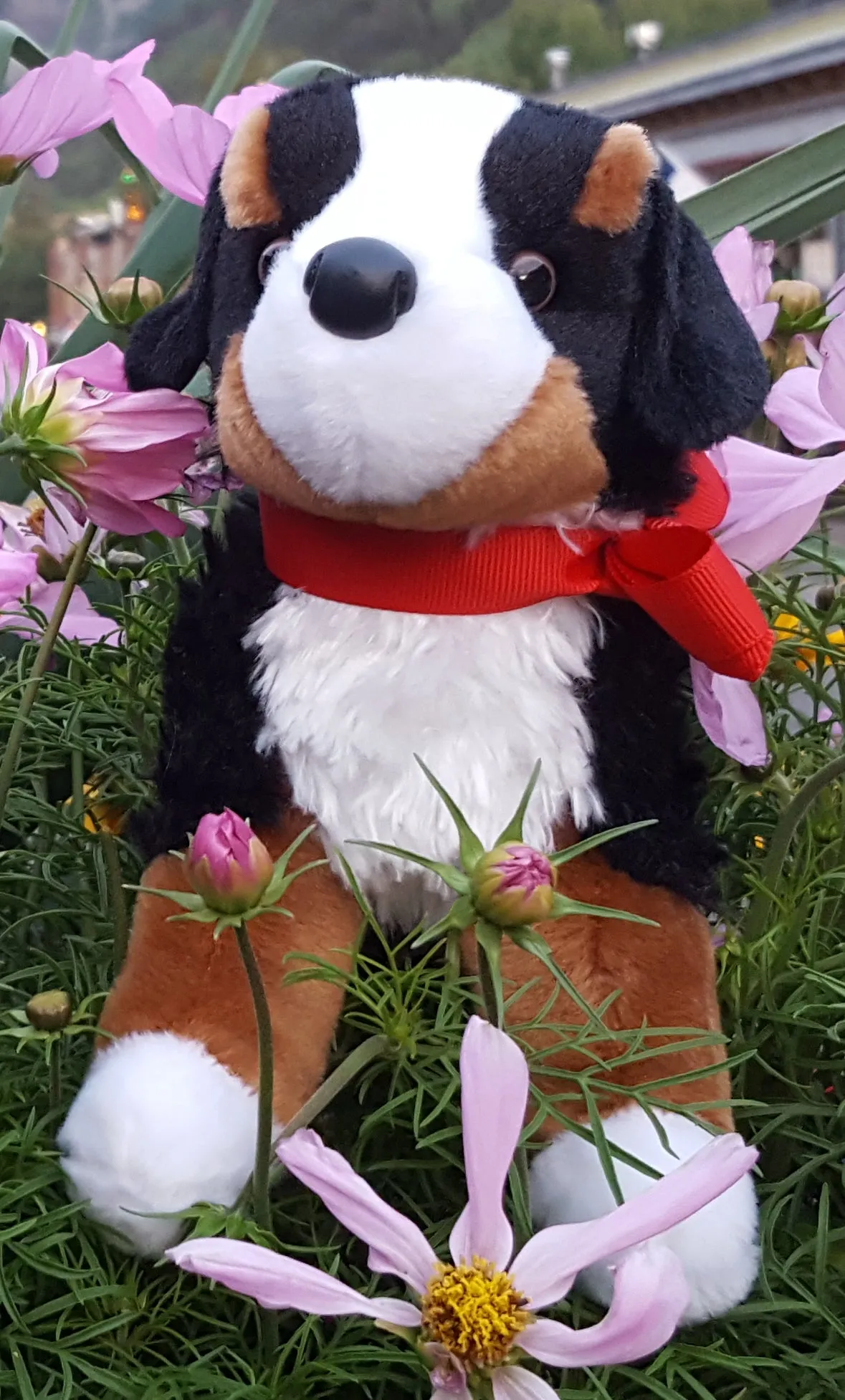 Signature "Alpen Schatz" Stuffed Bernese Mountain Dogs