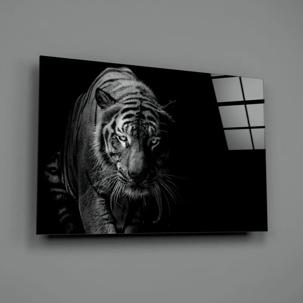 Tiger Black & White